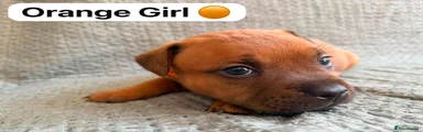 Orange Girl