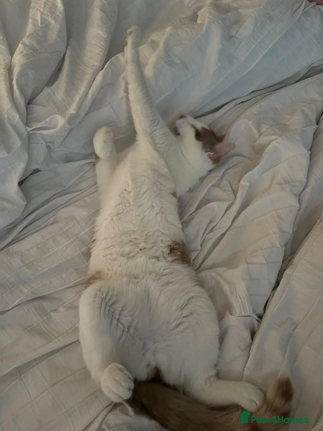 Domestic Shorthair cats for sale: Freddie in Ellesmere Port - Advert 2