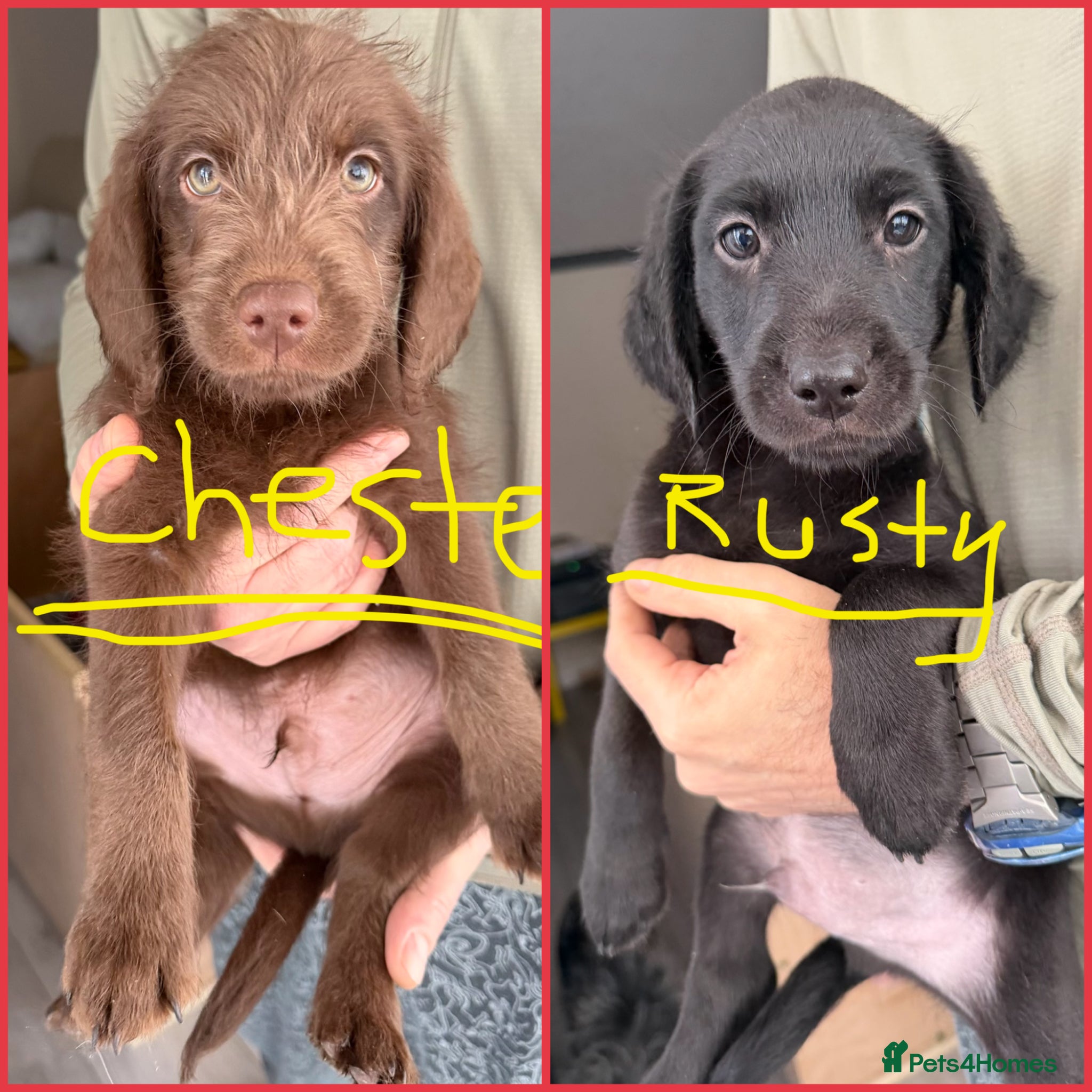Labradoodle dogs ONLY FOR THIS WEEKEND!!! - Advert 1