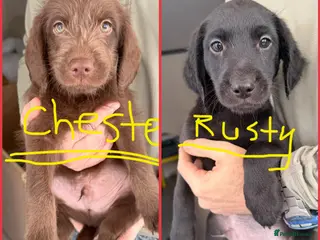Labradoodle dogs ONLY FOR THIS WEEKEND!!! - Advert 1