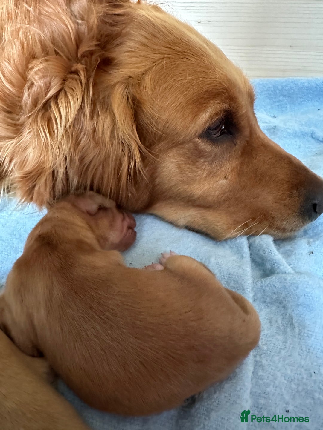 Golden Retriever dogs for sale: Fox Red Golden Retriever Puppies in Honiton - Image 8