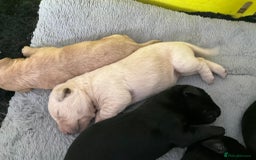 Labrador Retriever dogs for sale: Labrador Pups - Image 8