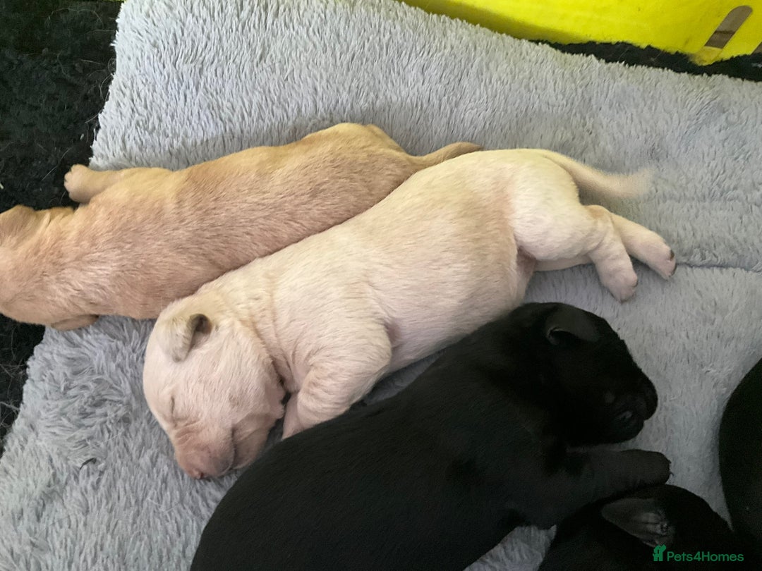Labrador Retriever dogs for sale: Labrador Pups - Image 8