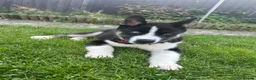 Huskita dogs for stud: Huskita for stud in Corby - Advert 7