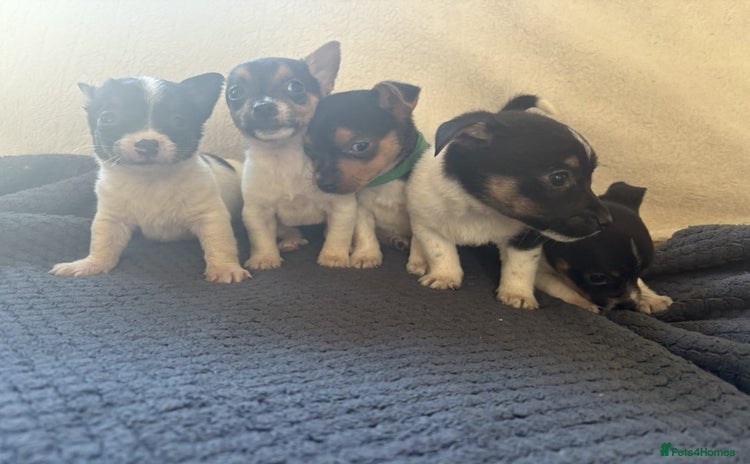 Jack Russell dogs - Advert 6