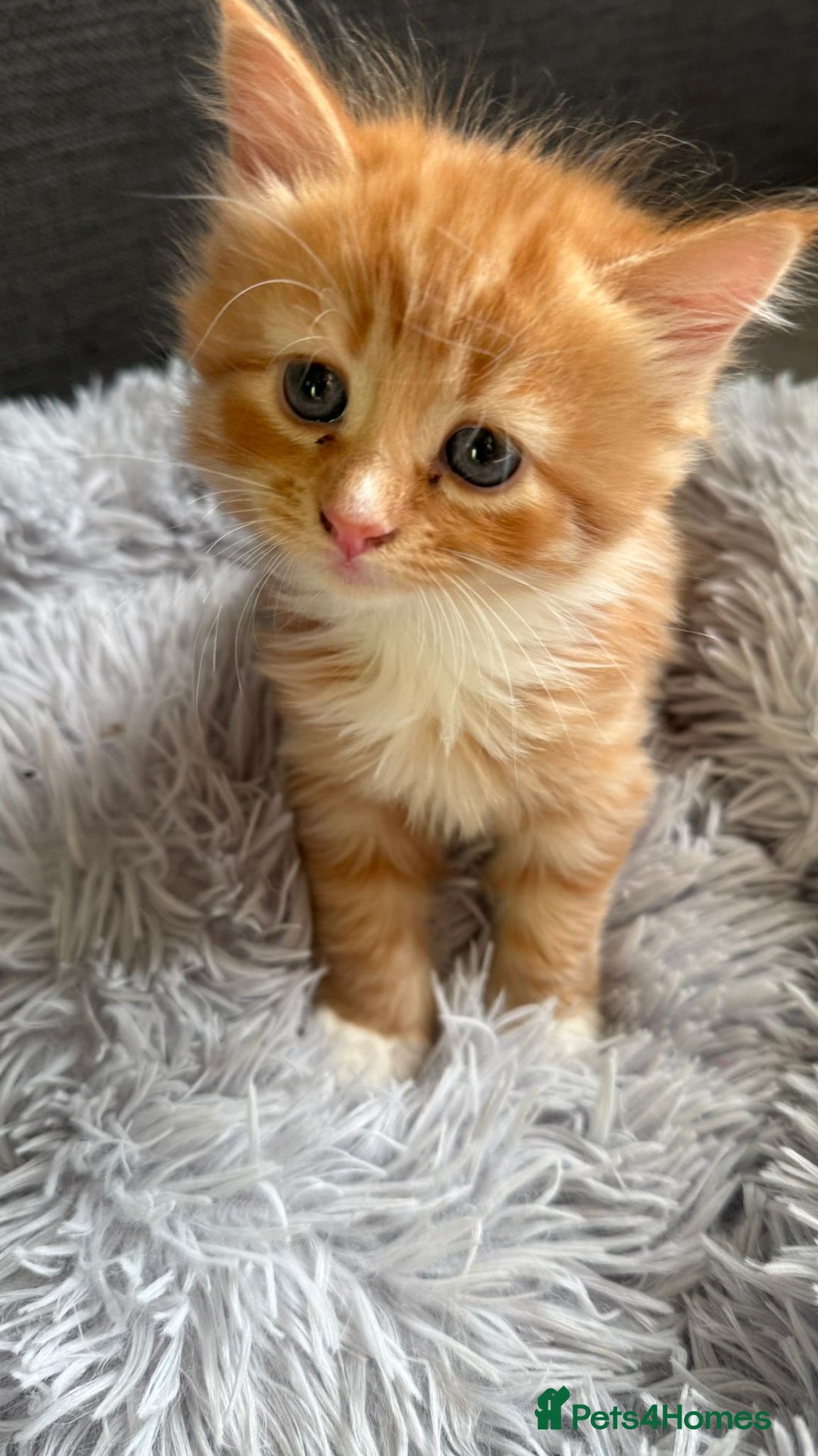 Mixed Breed cats for sale: Ginger,Tortoiseshell, Tuxedo Kittens Sale London  - Advert 22