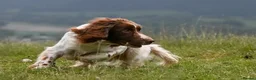 English Springer Spaniel dogs for sale: FTCh x OFTW dog puppy available  - Advert 10