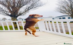 Mixed Breed dogs for adoption: Beautiful family dog - Image 3