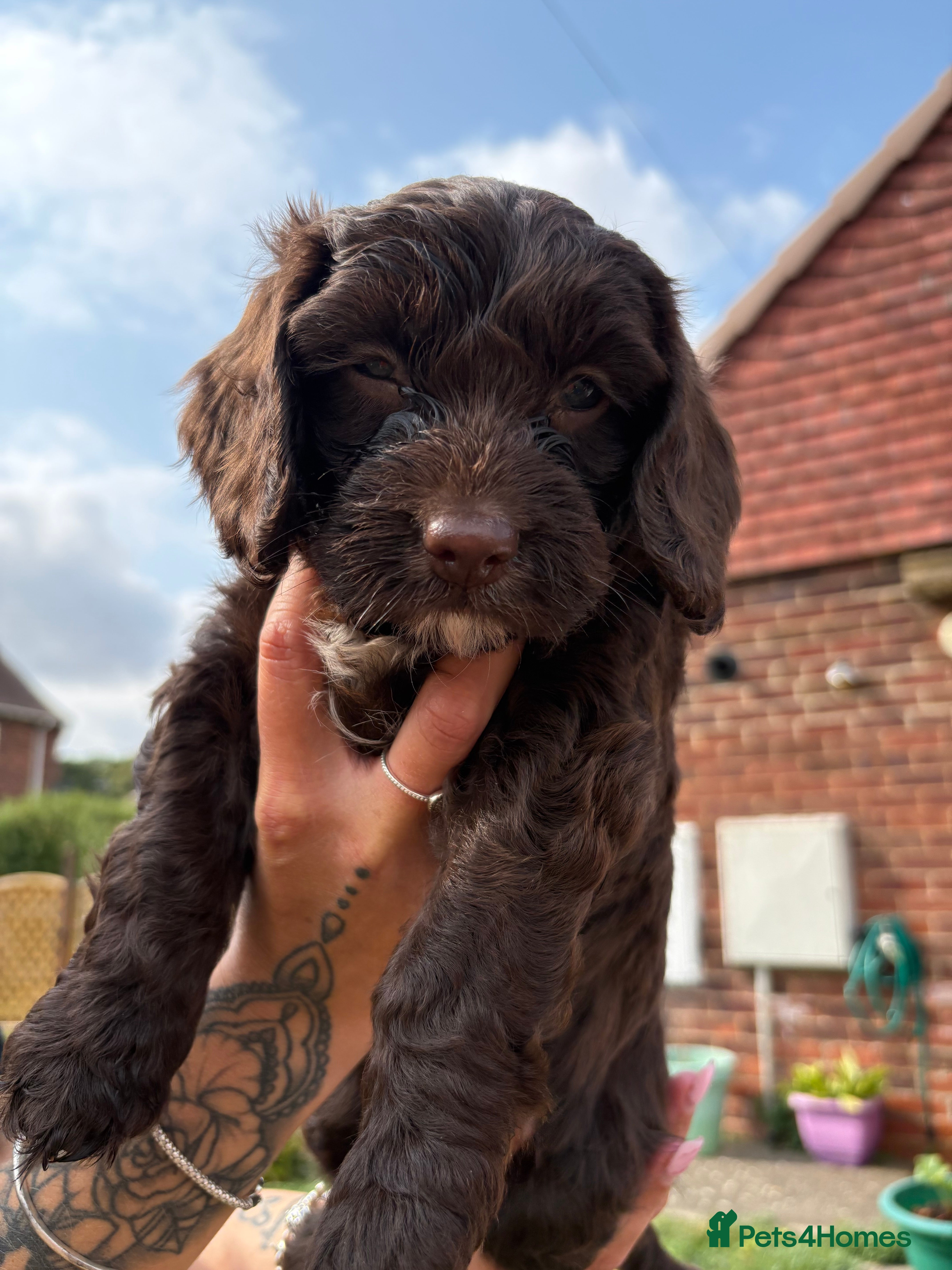 Cockapoo dogs 3 Chocolate brown cockapoo bitch pups - Advert 18