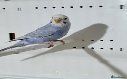 Budgerigars birds for sale: Young budgies  - Image 6