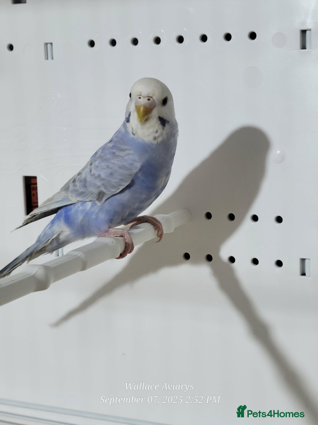 Budgerigars birds for sale: Young budgies  - Image 6