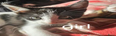 British Shorthair 4