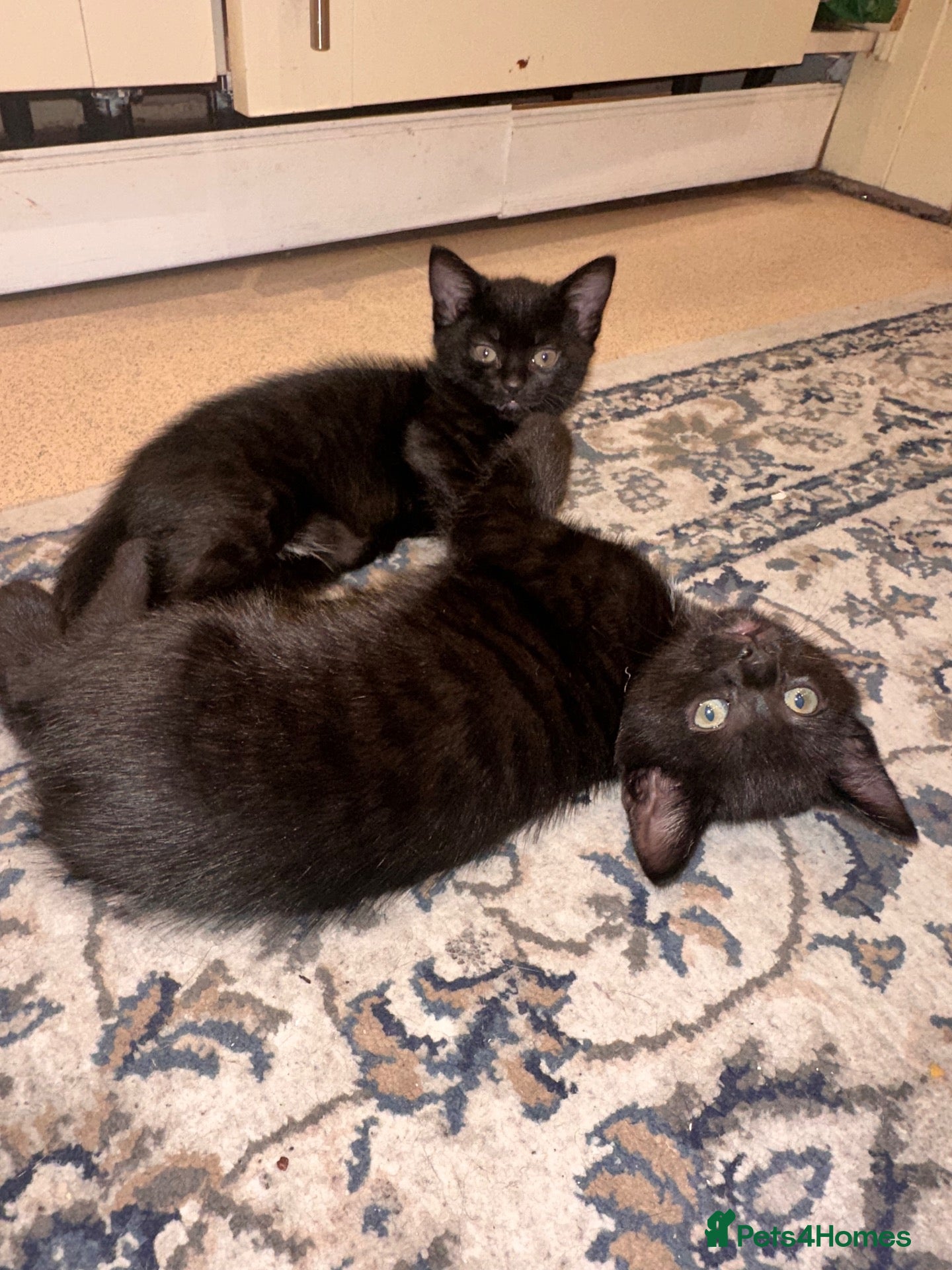 Mixed Breed cats Kittens for sale  - Advert 10