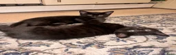 Mixed Breed cats for sale: Kittens for sale  - Advert 1
