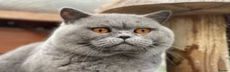British Shorthair cats for sale: Adult British Blue's Available - Advert 3