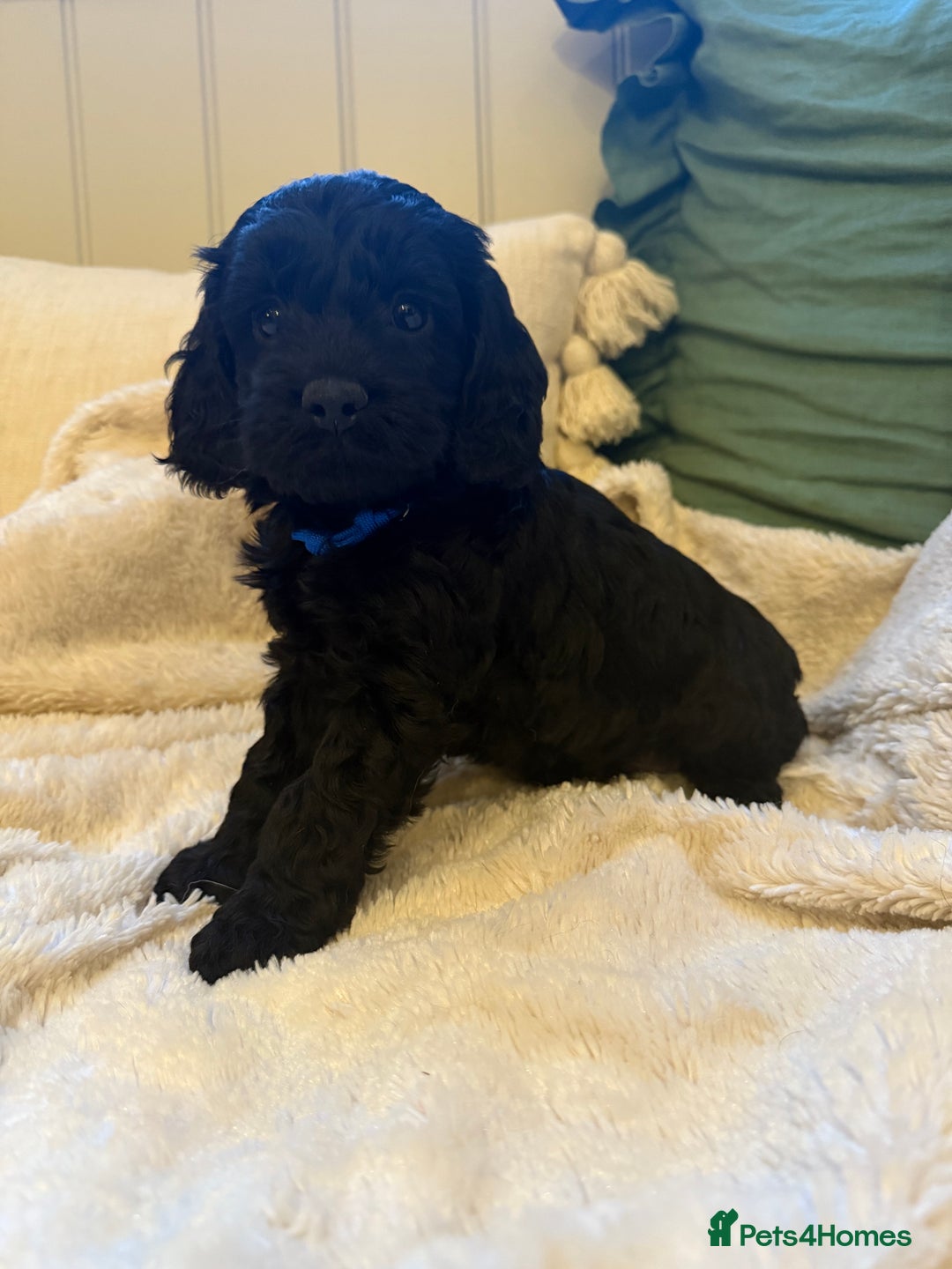 Cockapoo dogs for sale: Stunning litter of F1 Cockapoo Puppies  - Advert 14