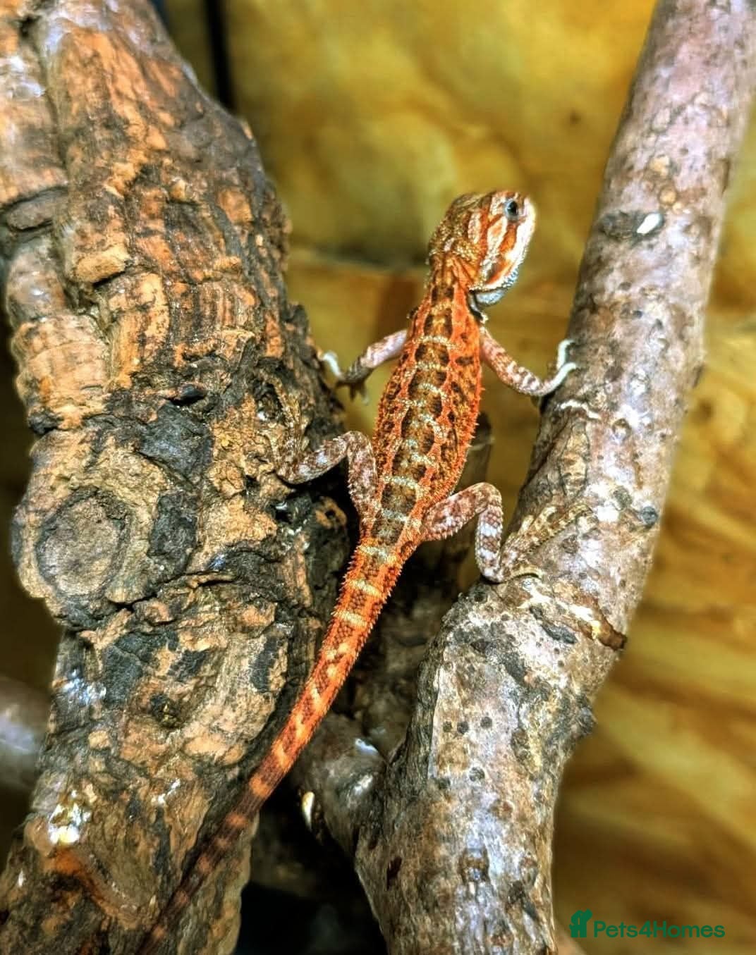 Bearded Dragon reptiles Red baby available soon ( 2 left ) - Advert 1