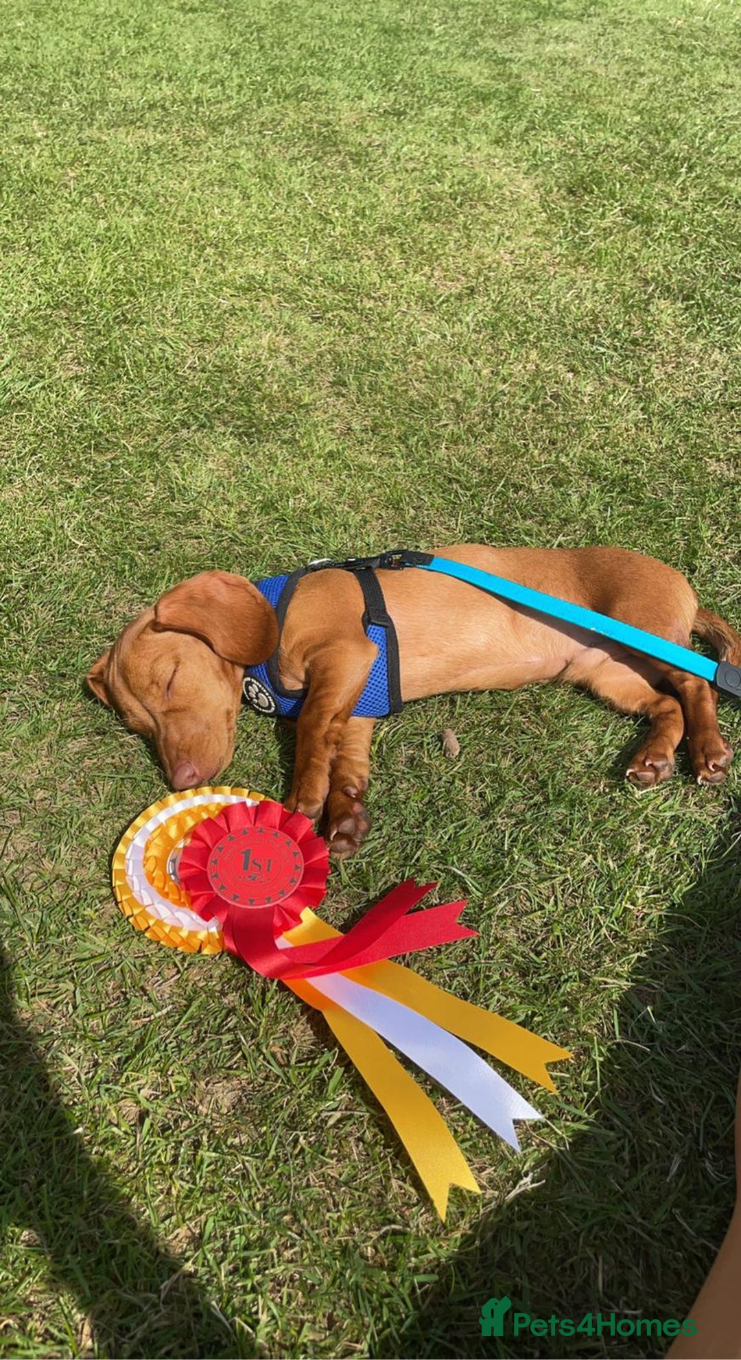 Dachshund dogs for sale: Smooth Haired Dachshund puppies - Advert 19