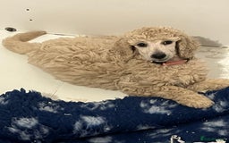 Standard Poodle dogs for sale: one  handsome loving boy available  in Newmarket - Image 4