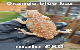 Bearded Dragon reptiles for sale: Two beautiful bearded dragons available  - Image 1