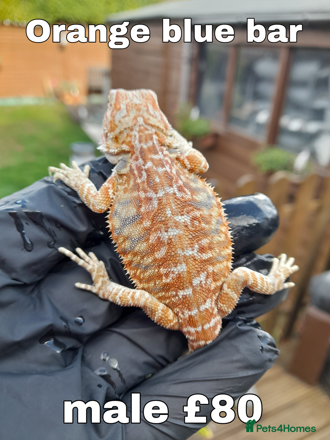 Bearded Dragon reptiles for sale: Two beautiful bearded dragons available  - Image 1