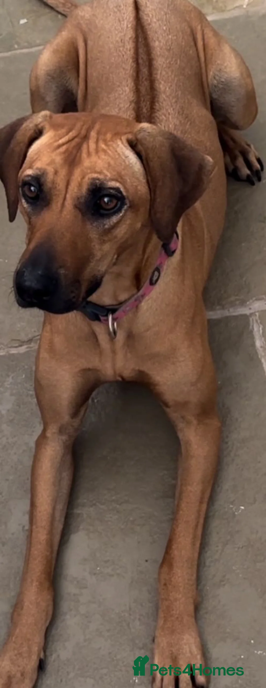 Rhodesian Ridgeback dogs for sale: Rhodesian Ridgebacks Ready to go - Advert 20