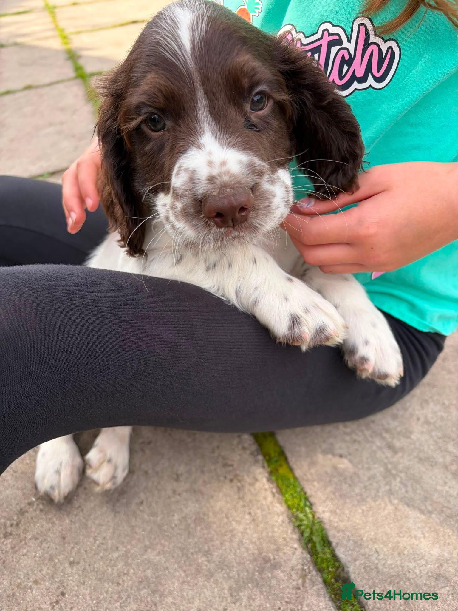 English Springer Spaniel dogs KC Registered English Springer Spaniel  - Advert 1