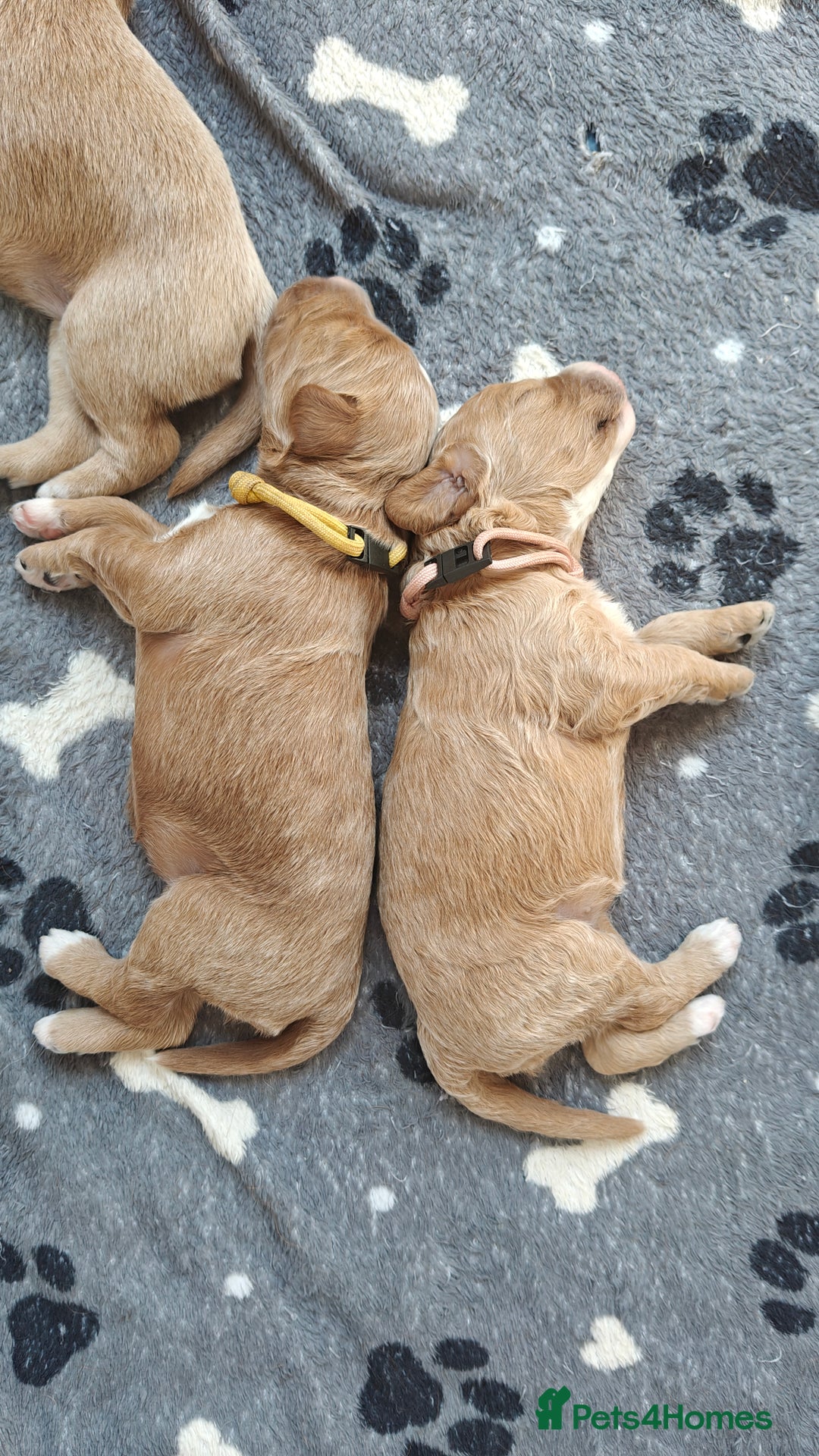 Mixed Breed dogs for sale: ✨Health Tested Australian Labradoodles ✨ - Image 22