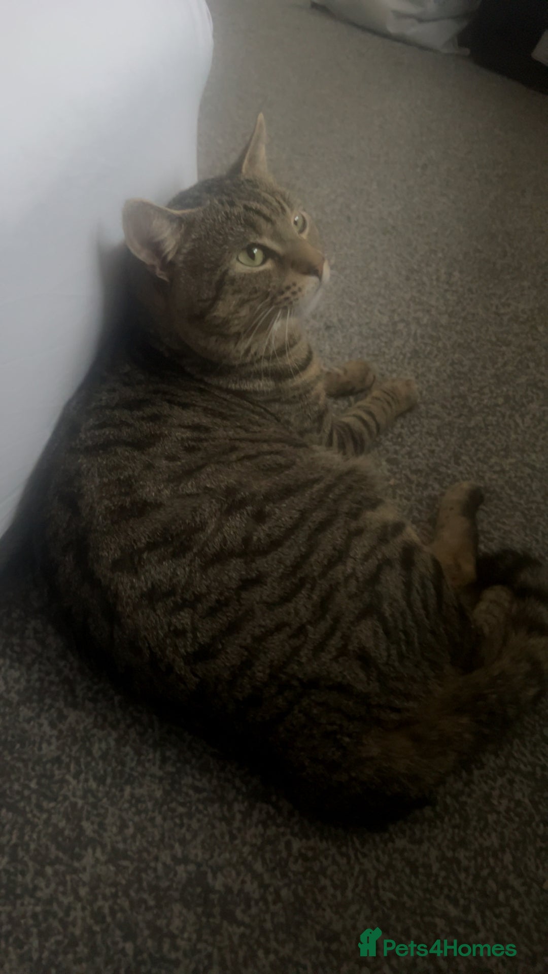 Domestic Shorthair cats for sale: MALE FOR FREE - Advert 4