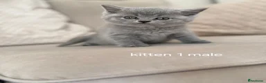 Scottish straight Kitten 1