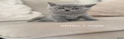 Scottish Fold cats for sale: 😍5 stunning Scottish fold x scottish straights 😍 - Advert 10