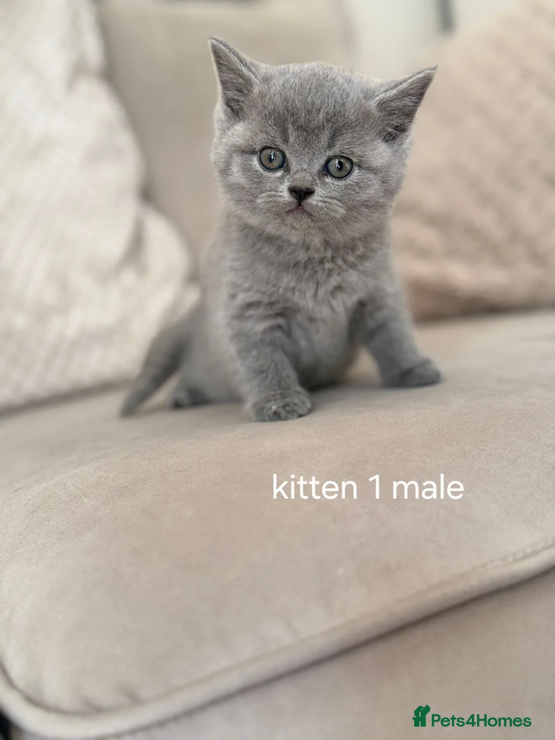 Scottish Fold cats for sale: 😍5 stunning Scottish fold x scottish straights 😍 - Advert 10