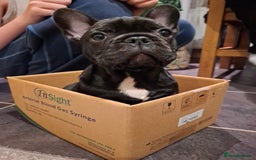 French Bulldog dogs for sale: Two puppies French Bulldogs looking for new home! - Image 7
