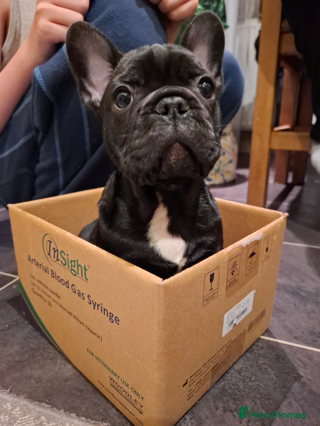 French Bulldog dogs for sale: Two puppies French Bulldogs looking for new home! - Image 7