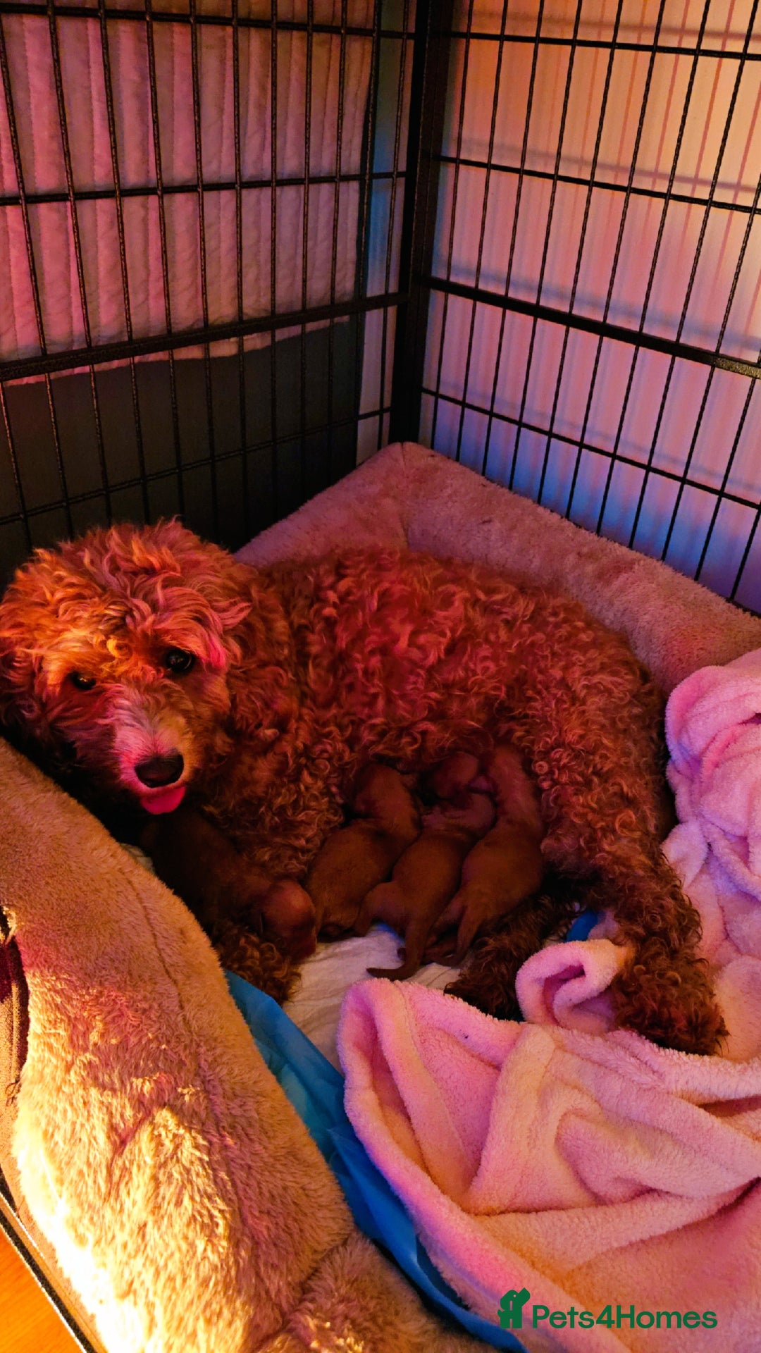 Cavapoo dogs for sale: Gorgeous Cavapoo Puppies  - Advert 4