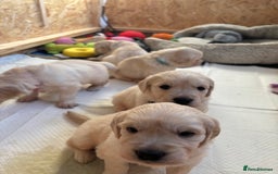 Golden Retriever dogs for sale: Golden retriever puppies  - Image 34