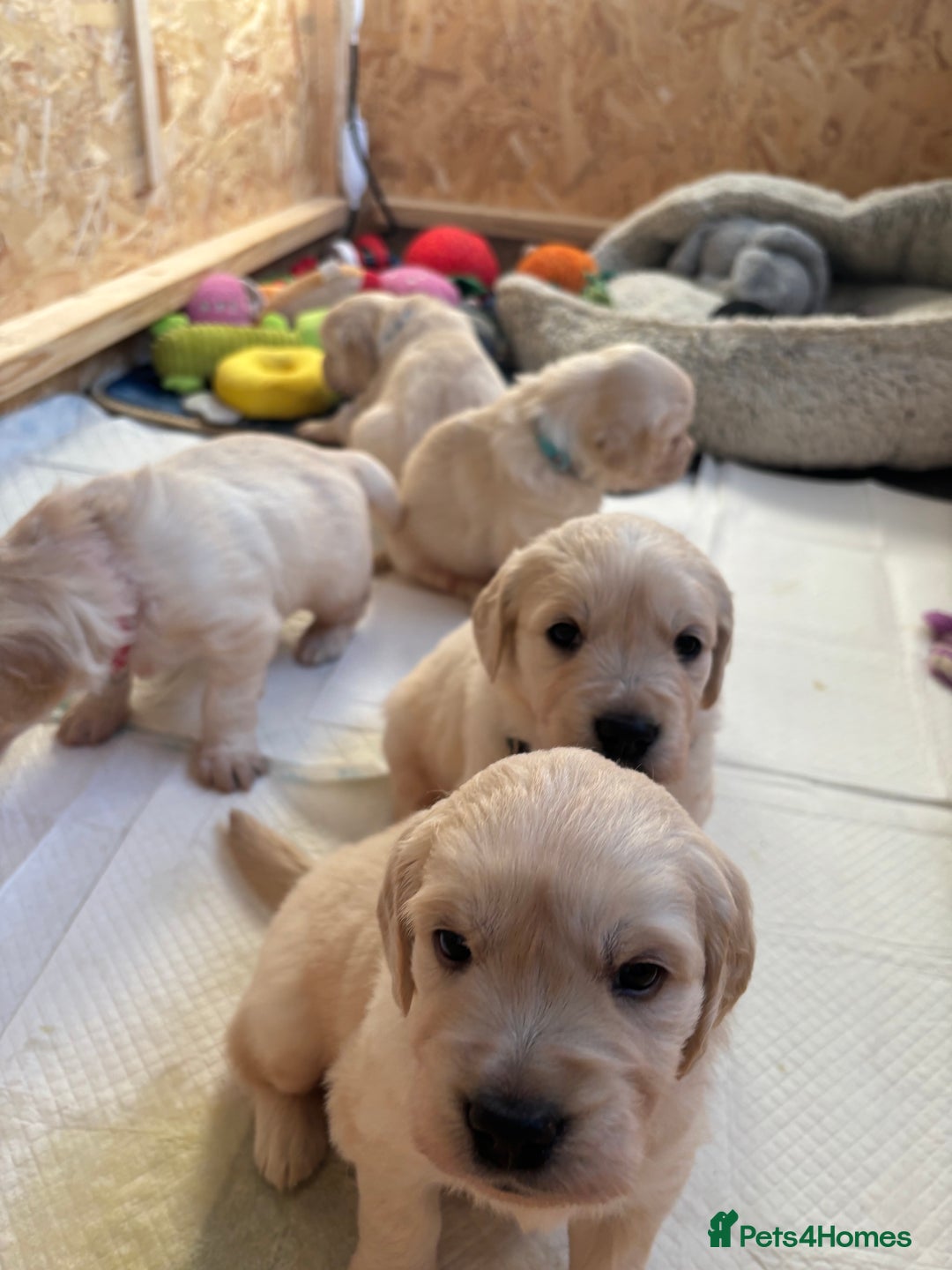 Golden Retriever dogs for sale: Golden retriever puppies  - Image 34