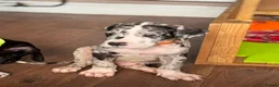 Great Dane dogs for sale: KC reg Great Dane pup - Advert 3