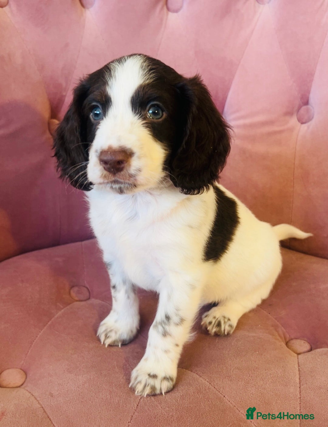 Cockapoo dogs for sale: F2 cockapoo only 3 remaining  - Image 4