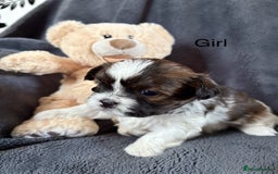 Shih Tzu dogs for sale: 6 beautiful shih tzu - Image 12
