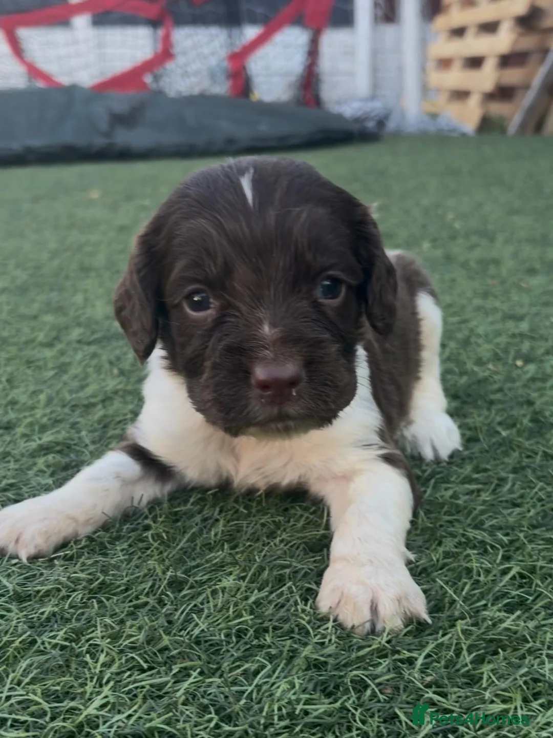 English Springer Spaniel dogs for sale: Working Spaniels Edwardiana Lines - Advert 1