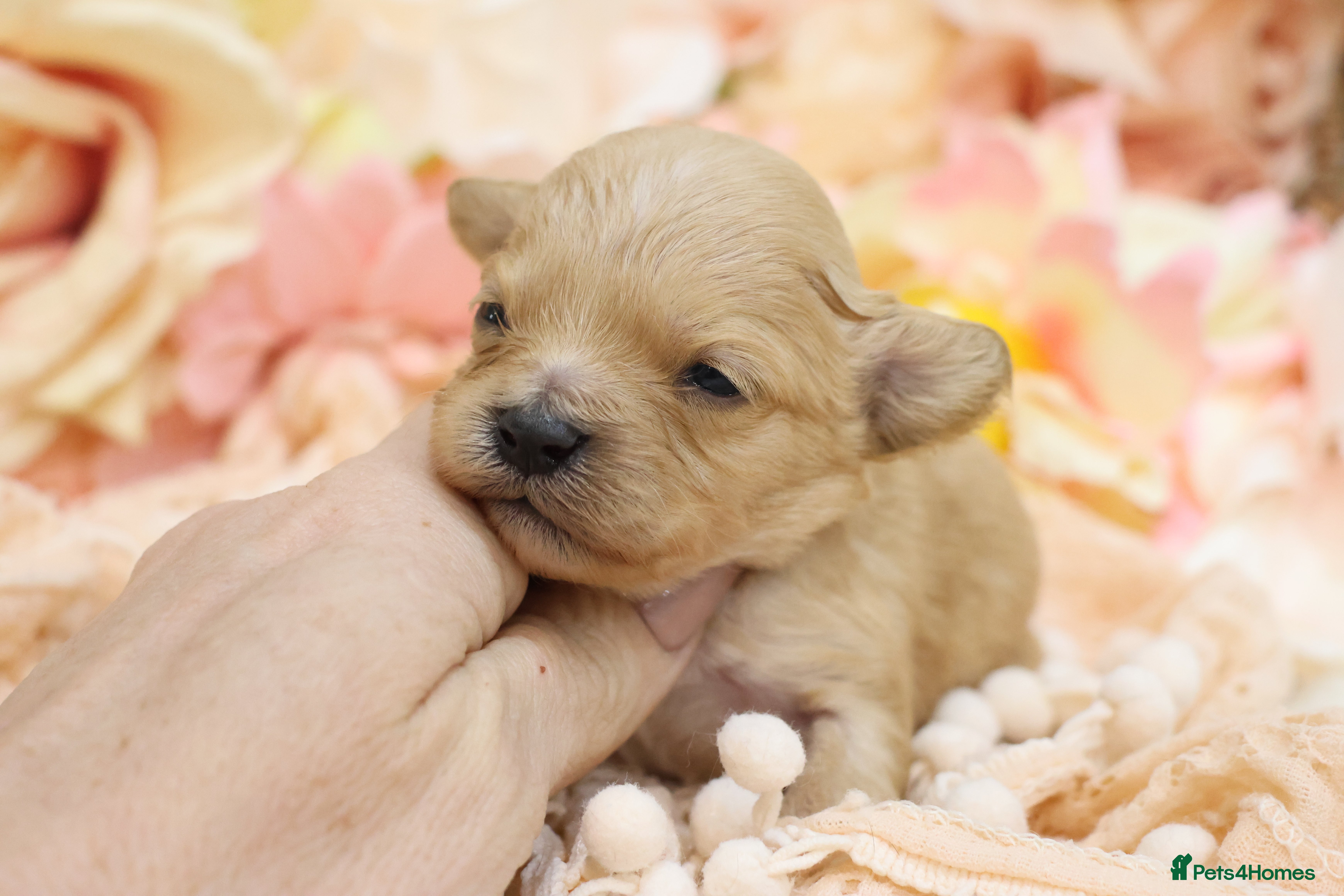 Cavapoo dogs Health Tested Cavapoo Puppies - Advert 4