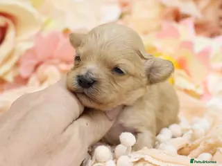 Cavapoo dogs Health Tested Cavapoo Puppies - Advert 4