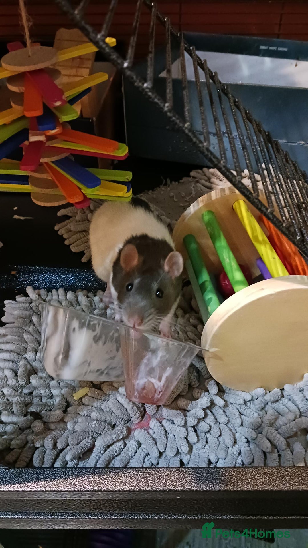 Rat rodents for sale: Cardiff: 2 lovely female rats for rehoming - Advert 6