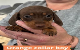 Miniature Dachshund dogs for sale: Miniature dachshund puppies - Image 18