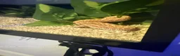 Snake reptiles for sale: Baby western albino hognose  - Advert 2