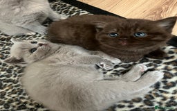 British Shorthair cats for stud: ⭐️LILAC STUD BOY ( GCCF, TICA REG )  in Preston - Image 11