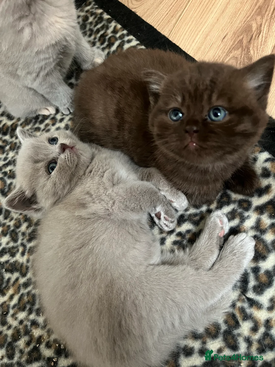 British Shorthair cats for stud: ⭐️LILAC STUD BOY ( GCCF, TICA REG )  in Preston - Advert 11