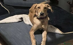 Mixed Breed dogs for adoption: Sweet and loveable Honey, 5 months old - Image 1