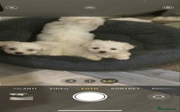 Bichon Frise dogs for sale: bichon malteze - Image 3